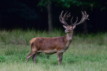 Naklejka na ściany i meble Red deer male stands on forest meadow and looks attentively, summer, north rhine westphalia, (cervus elaphus), germany