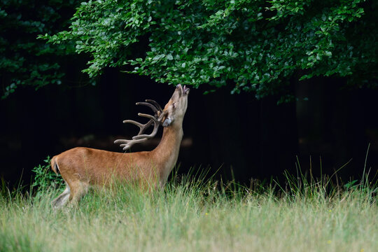 Red deer male eating leaves from a beech tree, summer, north rhine westphalia,  (cervus elaphus), germany