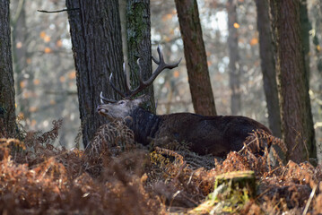 Red deer male with antlers stands in the forest with ferns and marks a tree, autumn, north rhine westphalia,  (cervus elaphus), germany