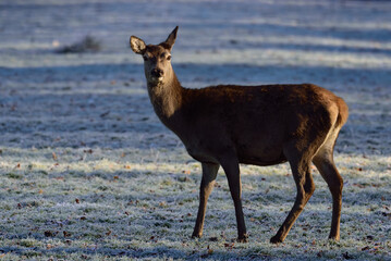 Red deer female standing on forest meadow in hoarfrost, autumn, north rhine westphalia,  (cervus elaphus), germany