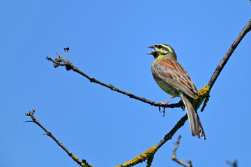 Cirl bunting // Zaunammer (Emberiza cirlus)