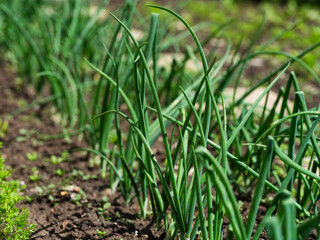 Green onions growing on a garden bed .