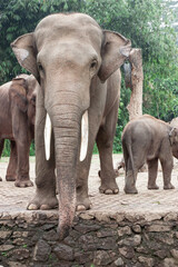 Fototapeta na wymiar Elephant at Taman Safari Zoo, Indonesia