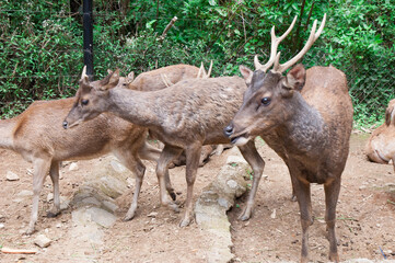 Stag and Deer at Taman Safari Zoo, Indonesia