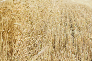 golden wheat field. Wheat field in sunny weather. Cereal field. Ripening and harvesting wheat. Grain fields. Bright illustration on the theme of hunger and problems with the export of grain. Harvestin