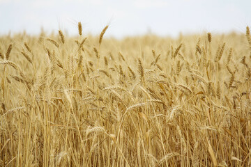 field of wheat. Wheat field in sunny weather. Cereal field. Ripening and harvesting wheat. Grain...