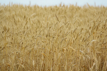 golden wheat field. Wheat field in sunny weather. Cereal field. Ripening and harvesting wheat. Grain fields. Bright illustration on the theme of hunger and problems with the export of grain. Harvestin