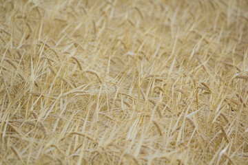 golden wheat field. Wheat field in sunny weather. Cereal field. Ripening and harvesting wheat. Grain fields. Bright illustration on the theme of hunger and problems with the export of grain. Harvestin