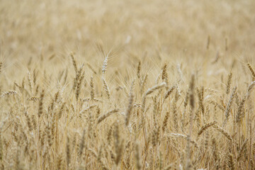 golden wheat field. Wheat field in sunny weather. Cereal field. Ripening and harvesting wheat. Grain fields. Bright illustration on the theme of hunger and problems with the export of grain. Harvest