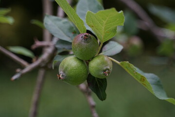 gooseberries on a branch