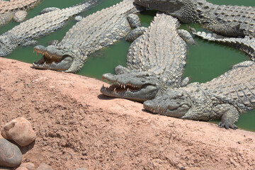 Crocodiles (alligator) in the river in North Africa

