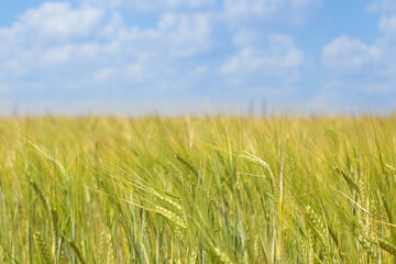 field of wheat in Ukraine. Wheat field in sunny weather. Cereal field. Ripening and harvesting wheat. Grain fields. Bright illustration on the theme of hunger and problems with the export of grain. 