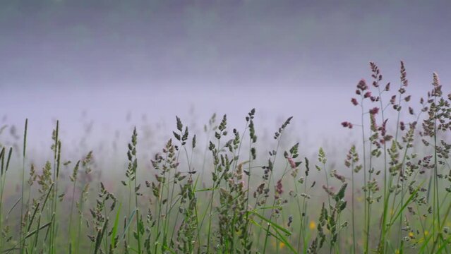 Dactylis glomerata Field in Morning Mist, Pan Right