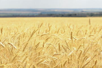 field of wheat. Wheat field in sunny weather. Cereal field. Ripening and harvesting wheat. Grain fields. Bright illustration on the theme of hunger and problems with the export of grain. Harvesting 