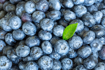 Fresh ripe blueberries close up
