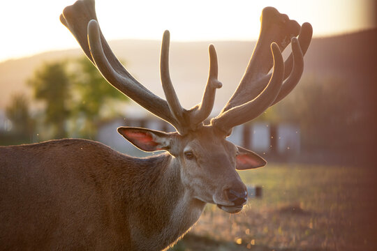 Deer In Captivity, Looking From Behind The Fence