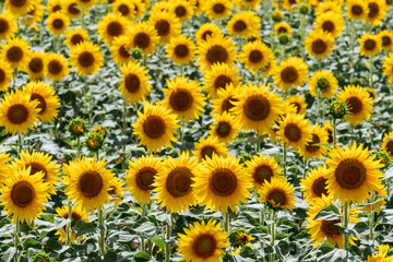 Triumph of sunflowers, Maremma, Italy