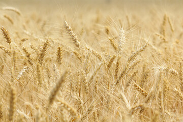 golden wheat field. Wheat field in sunny weather. Cereal field. Ripening and harvesting wheat. Grain fields. Bright illustration on the theme of hunger and problems with the export of grain. Harvestin