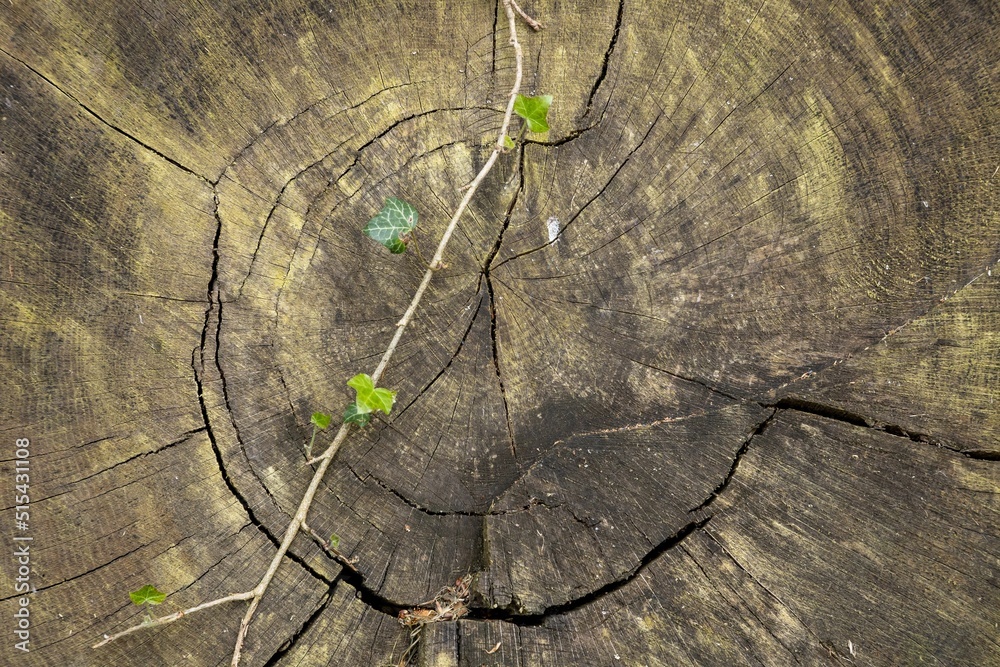 Sticker Wooden background closeup chopped firewood