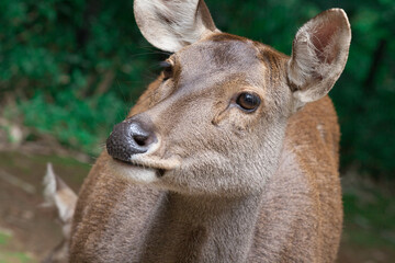 Obraz premium Taman Safari Zoo Animals