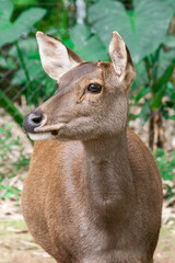 Taman Safari Zoo Animals