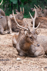 Taman Safari Zoo Animals