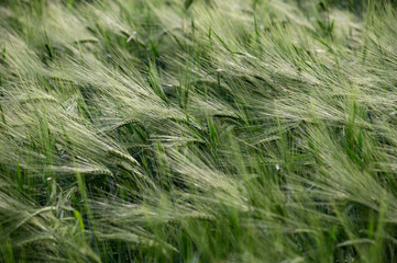 Ears of green cereals. Green field of cereals.Selective focus. Natural green background.