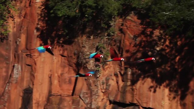 Scarlet Macaw Ara Birds in Flight