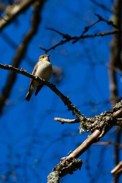 Low angle shot of isabelline shrike (lanius isabellinus) perched on a tree branch