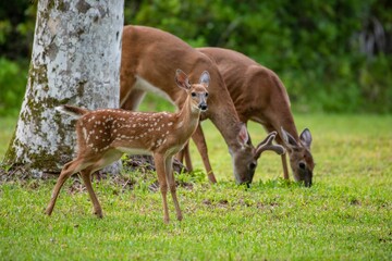 Baby deer and adult deers grazing a grass in the field