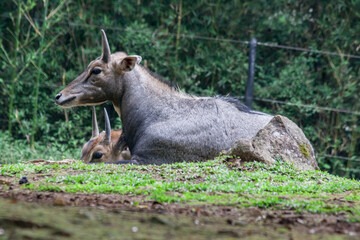 Fototapeta premium Taman Safari Zoo Animals