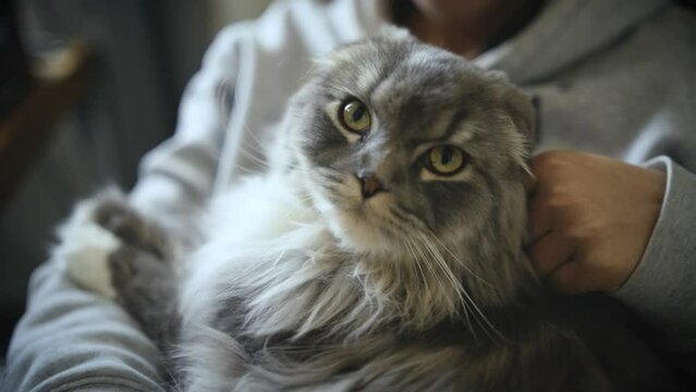 S&uuml;sser Kater wird gestreichelt 