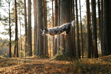 The dog pushes off, jumps from the tree. Active pet on a walk. Happy border collie