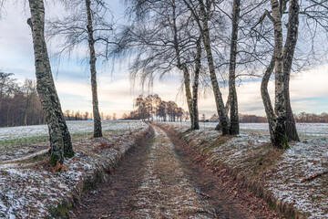 Path in the winter