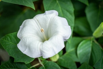 Closeup shot of a Datura flower with leaves