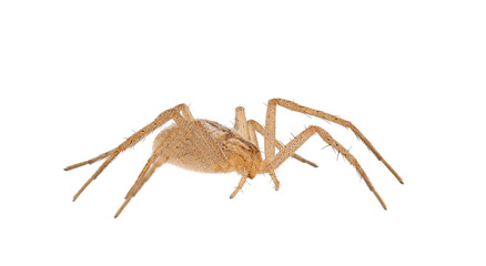 Slender crab spider isolated on white background, Tibellus oblongus