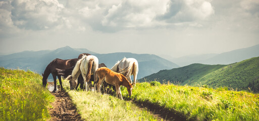 Horses graze on clean meadows. - obrazy, fototapety, plakaty