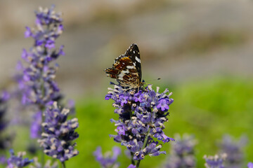 Map butterfly (Araschnia levana) with partially open wings sitting on lavender in Zurich, Switzerland