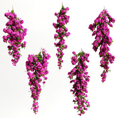 3d illustration of pink bougainvillea spectabilis branch flower isolated on white background
