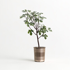 3d illustration of houseplant in potted on white background