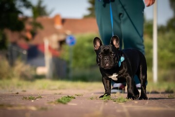 French bulldog on a walk