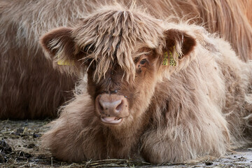 Close-up of a hairy Highland calf lying down and sticking out tongue