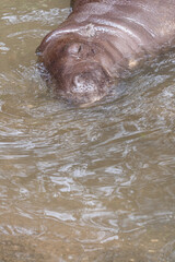 Fototapeta premium Taman Safari Zoo Animals