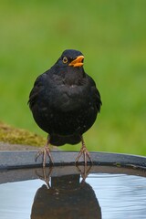 Amsel an der Wassertränke