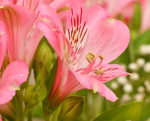 Flower Peruvian lily Alstroemeria (Latin Alstroemeria) or Inca lily 