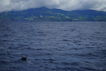 Dolphin jumping out of the water over Sao Miguel island, Azores, Portugal