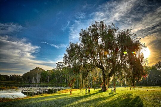Beautiful sunrise behind a bottlebrush tree on the lakefront in Florida