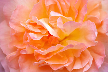 Petals of a orange rose, close-up. Orange floral background