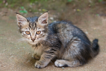 Naklejka na ściany i meble gray kitten sitting outdoor, striped young cat, taken in shallow depth of field