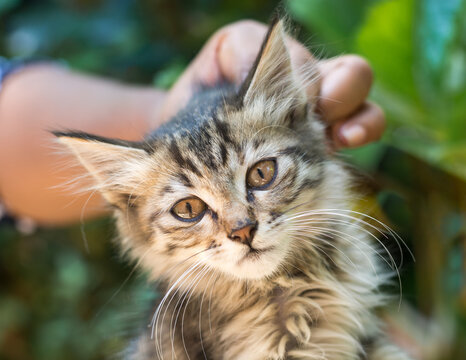 closeup view of a hand holding a gray kitten by the scruff of its neck, scruffing, cat looking straight at the camera, taken in shallow depth of field